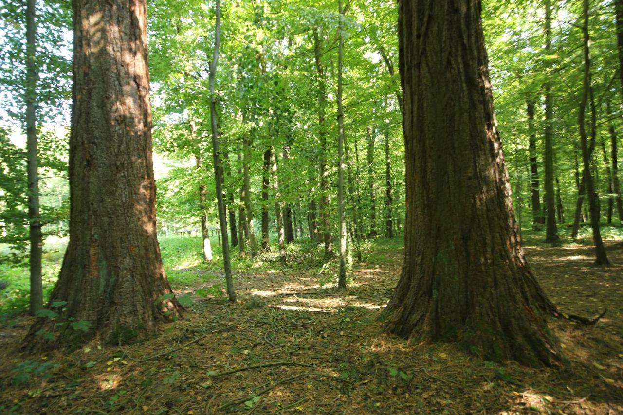 Hainich-Zeit Rodeberg Esterno foto