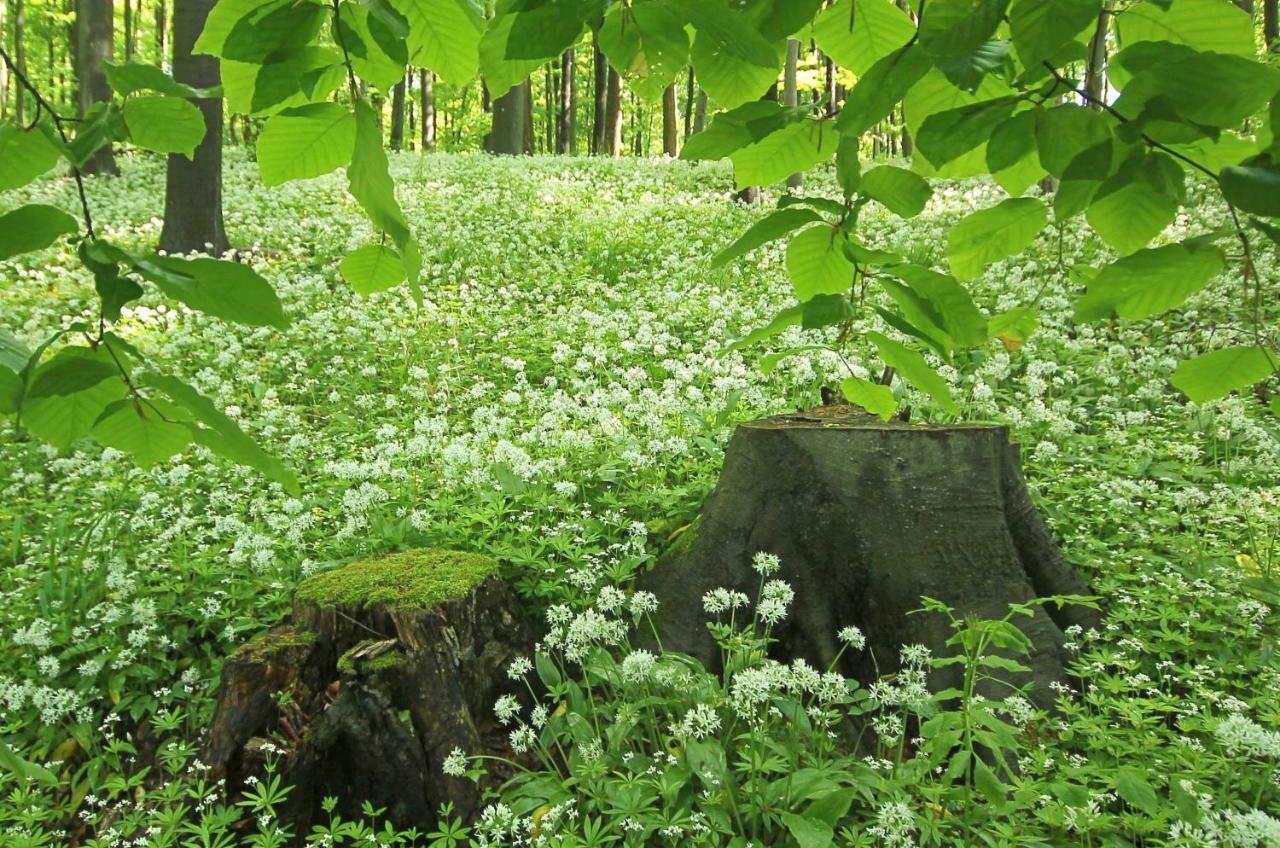 Hainich-Zeit Rodeberg Esterno foto