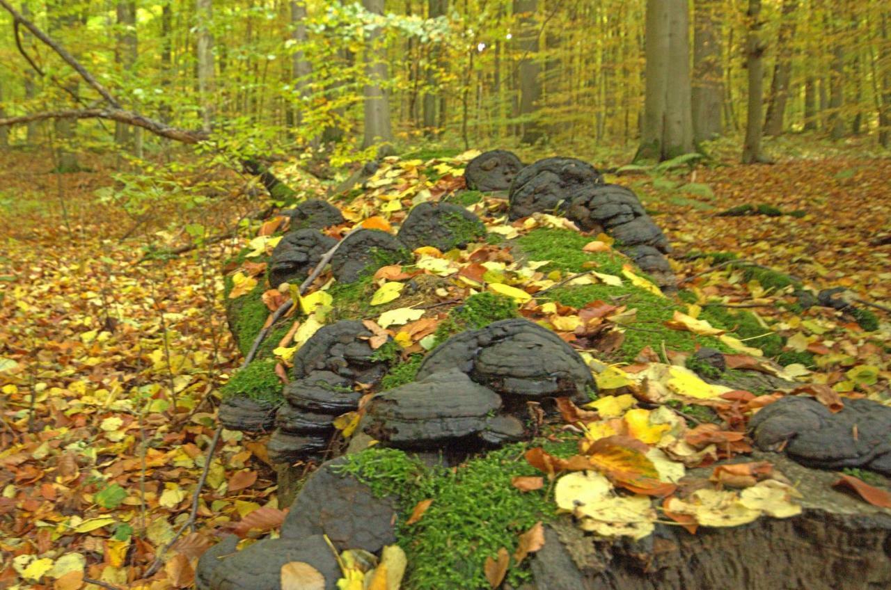 Hainich-Zeit Rodeberg Esterno foto